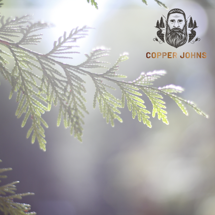 Beard and Hair Growth: The Power of Cedarwood Essential Oil