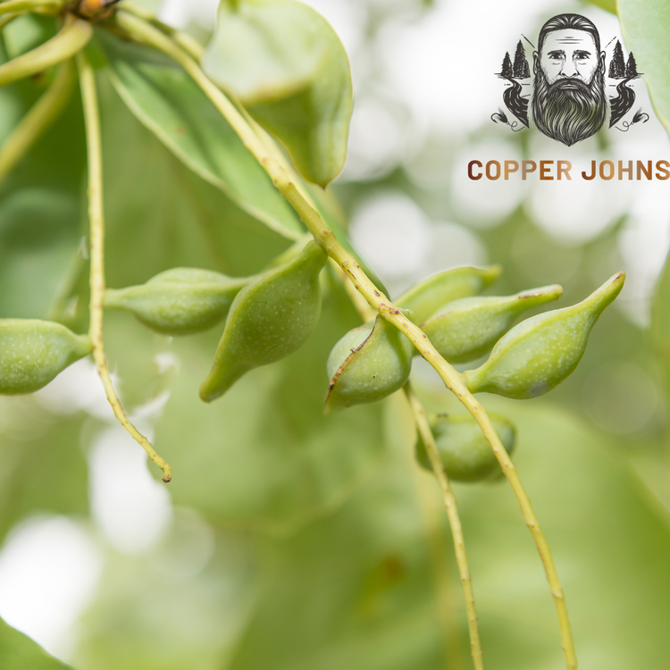 Beard and Hair Growth: Unlocking the Secrets of Plum Oil